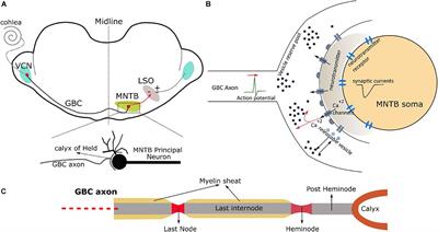 In-vitro Recordings of Neural Magnetic Activity From the Auditory Brainstem Using Color Centers in Diamond: A Simulation Study